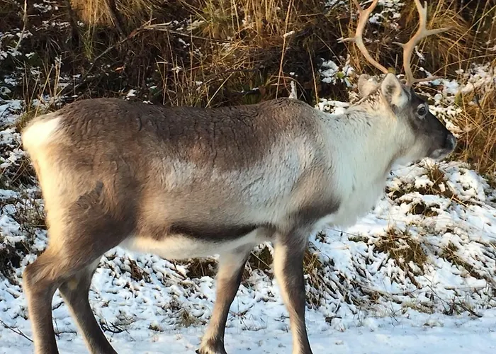 Aurora Sea-view With Wifi,sauna, Jaccuzi Kır Evi