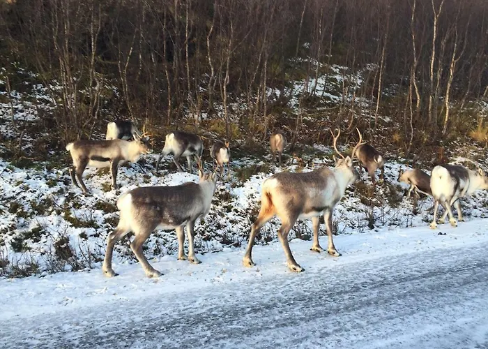 Aurora Sea-view With Wifi,sauna, Jaccuzi Kır Evi *