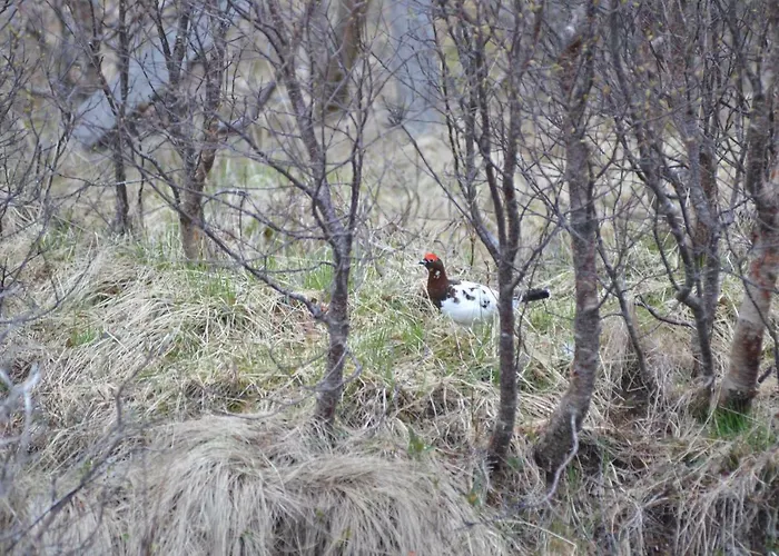 Aurora Sea-view With Wifi,sauna, Jaccuzi Kır Evi Vannareid